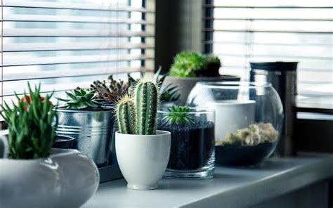 Por Qu Deber As Tener Cactus En Casa