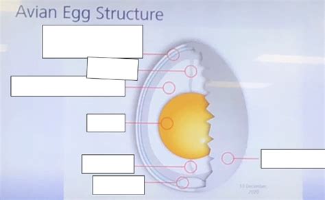 Avian egg structure diagram Diagram | Quizlet