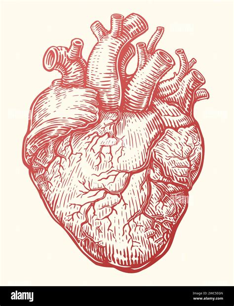 Heart Sketch Anatomical Human Organ With Venous System Heartbeat