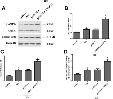 Overexpression Of Ctrp Enhanced The Activation Of Ampk Nrf Are