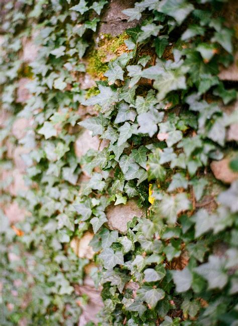 "Field Stone Wall Covered With Old English Ivy" by Stocksy Contributor ...