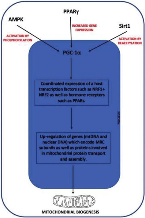 The Effect Of Activation Of Pgc By Ampk Ppar And Sirt And Its