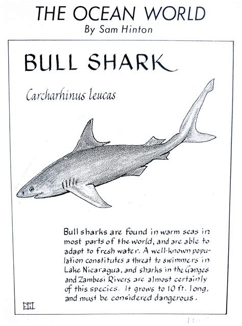 Bull Shark (Carcharhinus leucas) Billy Kid, Shark Drawing, Types Of Sharks, Shark Facts, Shark ...