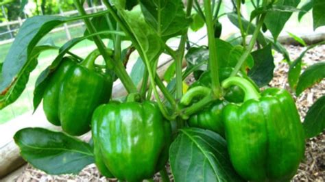 California Wonder Pepper Plant Start - Victory Gardeners