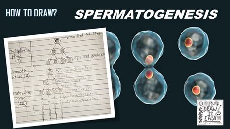 How To Draw Spermatogenesis Easy And Fast Steps Biology Diagram