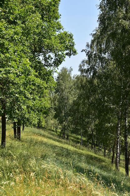 Fotos De Bosque Arboles Lejos 89 000 Fotos De Stock Gratuitas De Gran