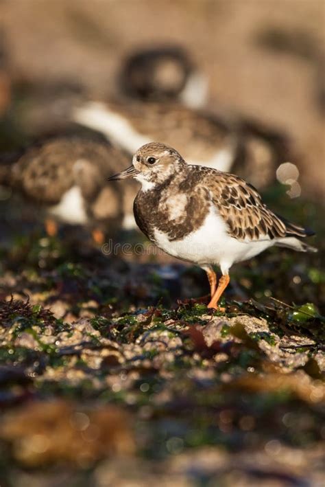 Ruddy Turnstone Turnstone Arenaria Interpres Stock Photo Image Of