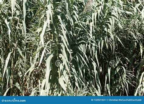 Giant Miscanthus Miscanthus X Giganteus Stock Image Image Of Energy