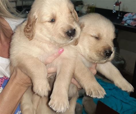 Filhotes De Golden Retriever Mercado Livre