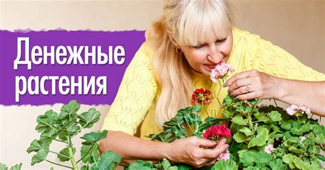 Денежные комнатные растения, которые привлекают богатство