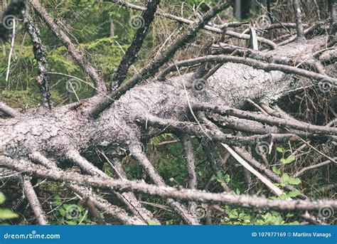 Autumn Trees With Naked Branches Vintage Film Look Stock Image Image Of Beautiful Morning
