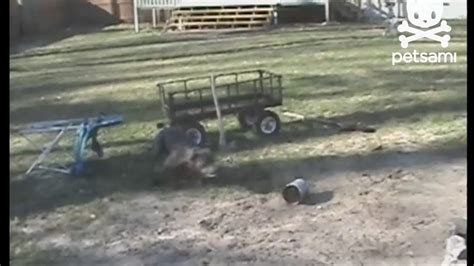 Daredevil Dog Jumps Over Fire Pit Youtube