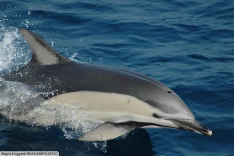 Common Dolphin Facts & Pictures: The World's Most Abundant Cetacean