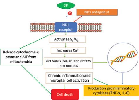 Figure From Crosstalk Between Neurokinin Receptor Signaling And