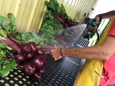 Postharvest Handling Of Fruit And Vegetable Crops In Minnesota Umn