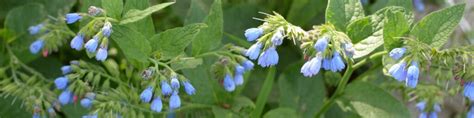 Comfrey Growing Guides Tips And Information Gardener S Path