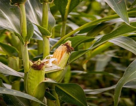 Cara Menanam Jagung Langkah Perawatan Hingga Panen Jagung