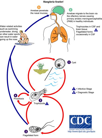 Naegleria fowleri: Brain Eating Amoeba Risk & Symptoms