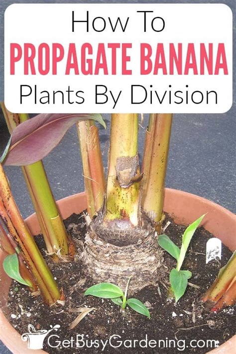 How To Propagate Banana Plants Artofit