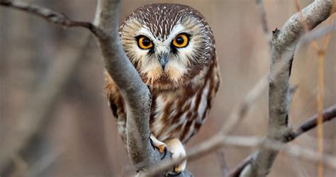 Northern Saw-whet Owl Identification, All About Birds, Cornell Lab of ...