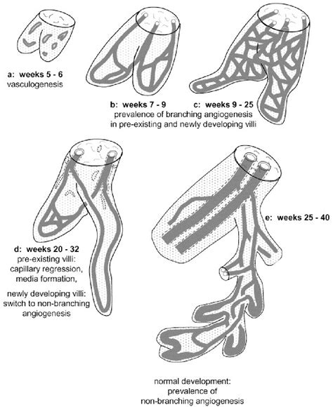 Figure From Paracrine Regulation Of Feto Placental Angiogenesis By