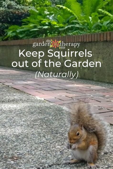 How To Keep Squirrels Out Of The Garden Naturally Garden Therapy