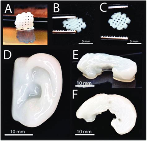 A Model D Printed Nanocellulosealginate Scaffolds B The