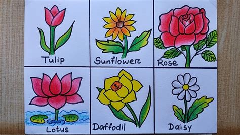 6 Different Types Of Flowers Drawing Easy Flower Chart Making How To