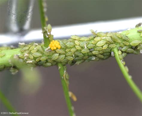 Dallas Fruit and Vegetable Grower - Ladybug eggs