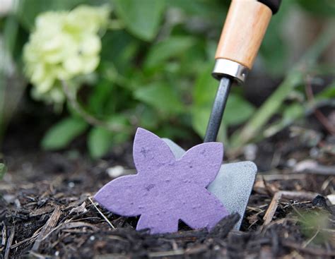 how to plant wildflower seeds 7