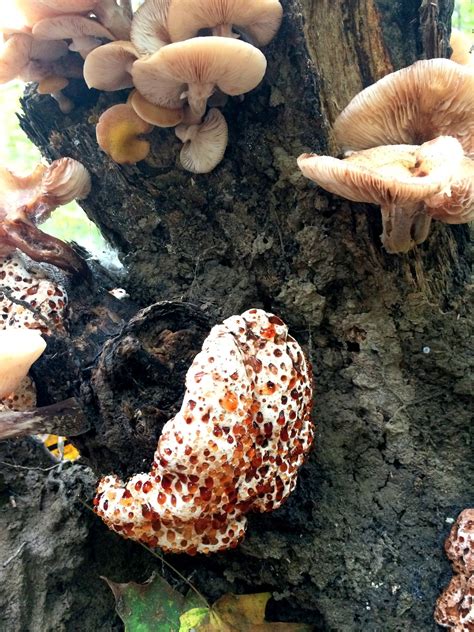 Knox Ohio business growth is leading the state this year 10