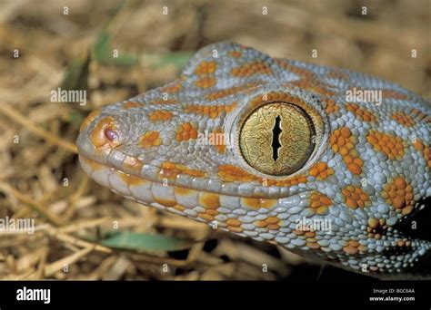 Tokay Gecko Gekko Gecko Khao Sok Thailand Southeast Asia Stock