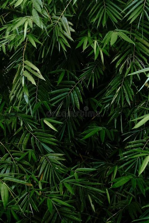 Textura De Fundo Da Folha De Bambu Na Floresta De Bambu Imagem De Stock