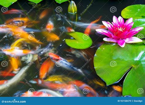 Koi Fish Swimming In The Pond With Pink Water Lily Flower Stock Image