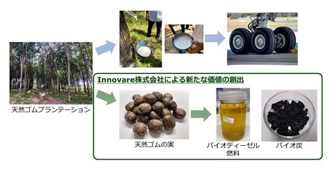 基本特許「天然ゴムの実由来バイオリファイナリー」を取得 Innovare株式会社