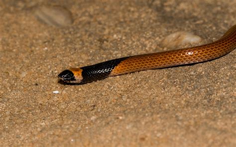 Mysterious New Snake Species Discovered In Saudi Arabia