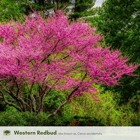 Western Redbud Tree Flowering Trees California Redbud Tree