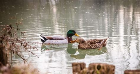 Understanding The Duck Mating Habits Bioexpedition