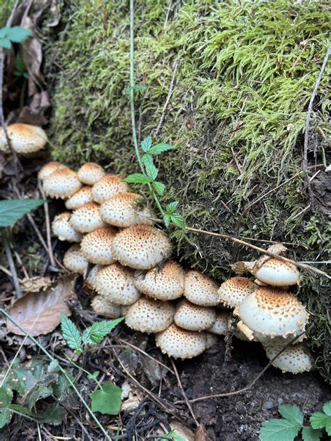 Plein Air Watercolor Hike Issaquah Alps Trails Club