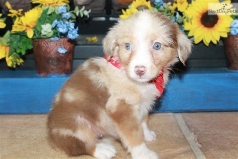 Reba Miniature Australian Shepherd Puppy For Adoption Near Dallas