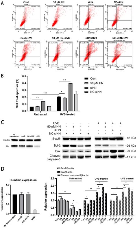 Apoptosis Assay Of Hlecs Under Oxidative Stress Induced By Uvb After