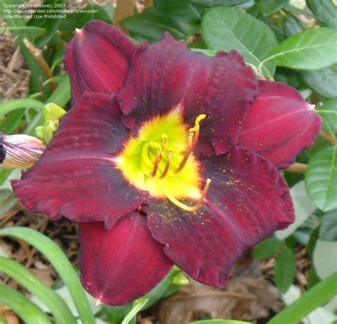 Plantfiles Pictures Daylily Super Purple Hemerocallis By Vossner