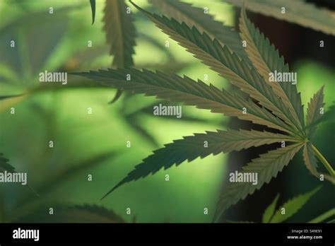 Weed Leaf Hi Res Stock Photography And Images Alamy