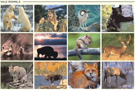 Collage - Wild Animals Photo (4249708) - Fanpop