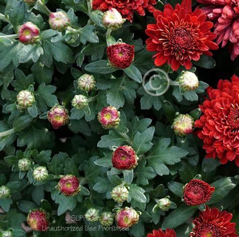 Plantfiles Pictures Chrysanthemum Garden Mum Florists Mum Radiant