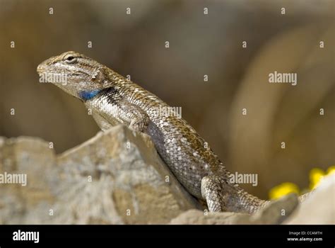 Southwestern Fence Lizard Sceloporus Cowlesi Sandia Mountains