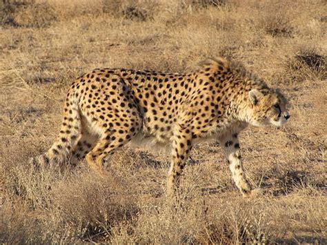 Asiatic Cheetah | Endangered List