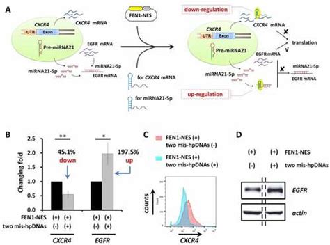 Full Article A Novel Strategy For Orthogonal Genetic Regulation On