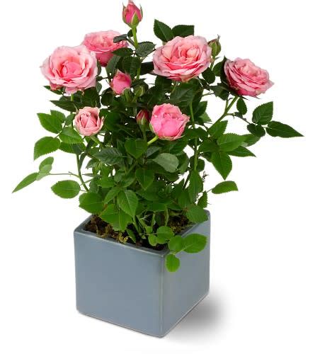 Miniature Rose Bush in Alexandria, VA | The Virginia Florist