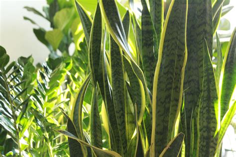 Close Up Grande Snake Feuillage Foliage Sansevieria Plantes Snake